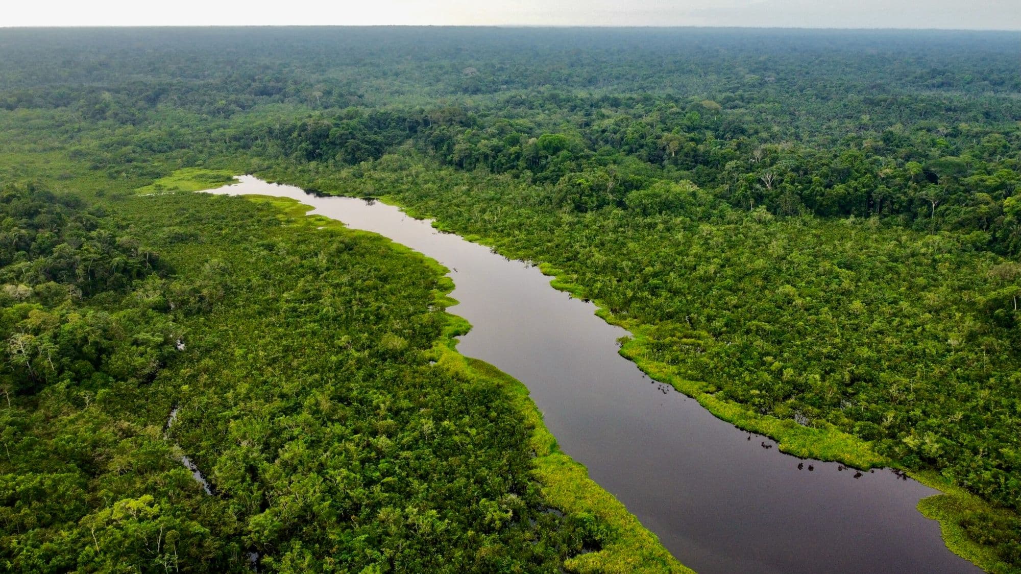 Vista aérea de un río serpenteando a través del denso dosel de la selva amazónica en Yasuní.