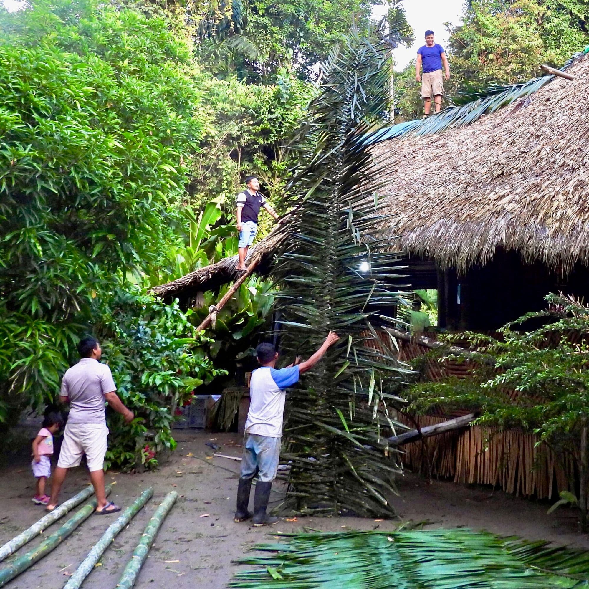 Personal y miembros de la comunidad reparan un techo de paja tradicional en el eco-lodge Sinchi Wayra en Ecuador.