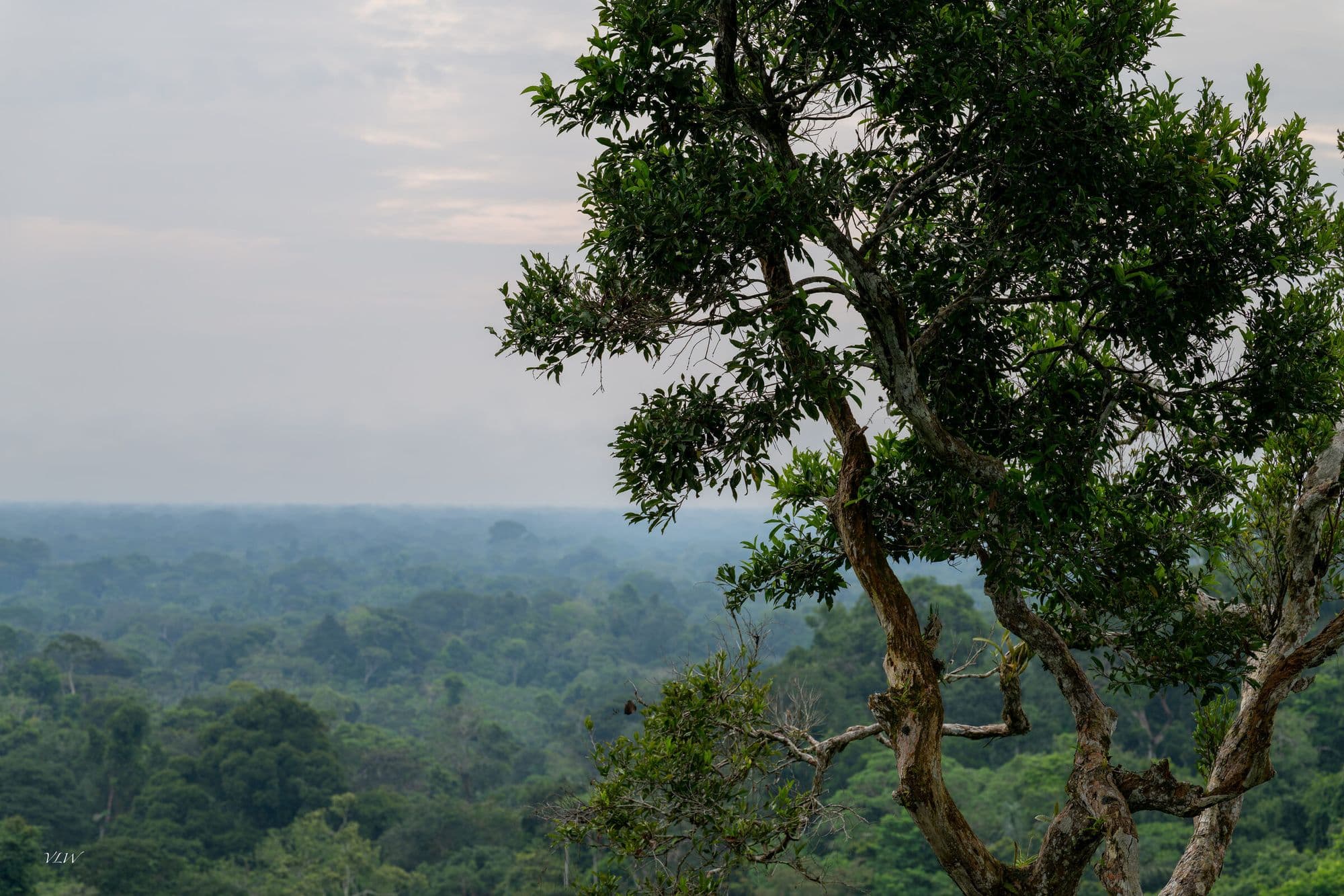 Vista sobre el interminable dosel de la selva del Yasuní desde una torre, con un árbol en primer plano